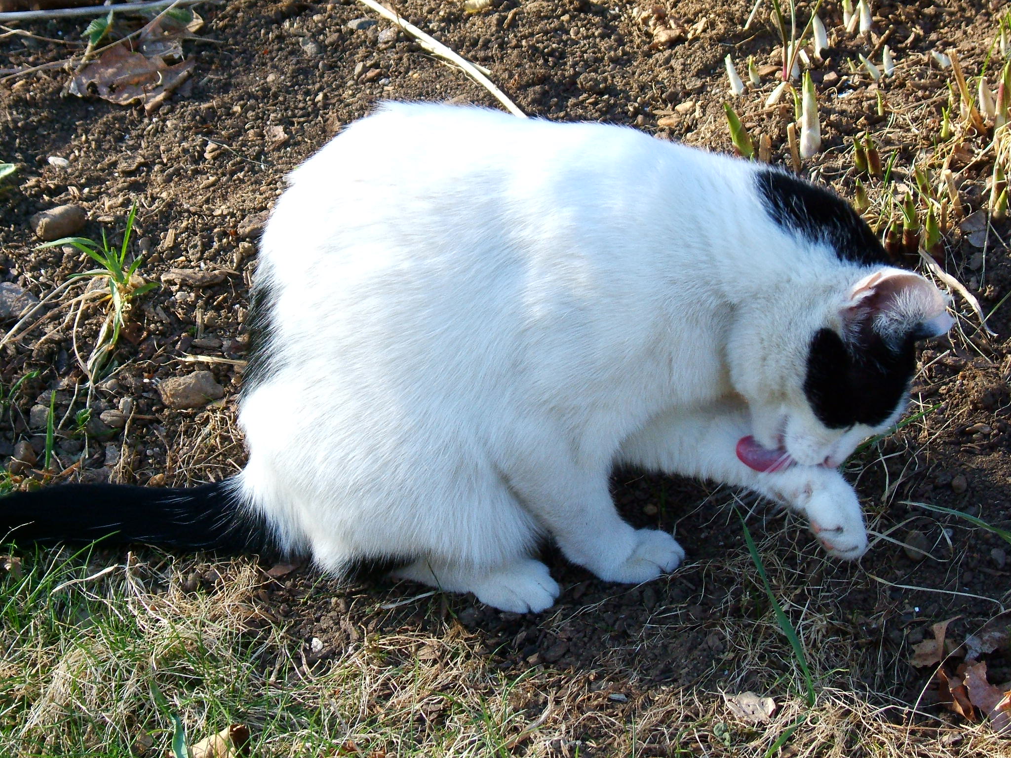 Tracy Licks photo